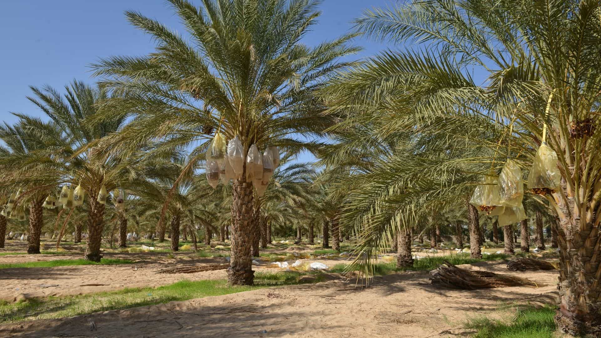 Date palm farm in the GCC with rows of palm trees, sandy soil, green ground cover and protected date clusters under clear blue sky.