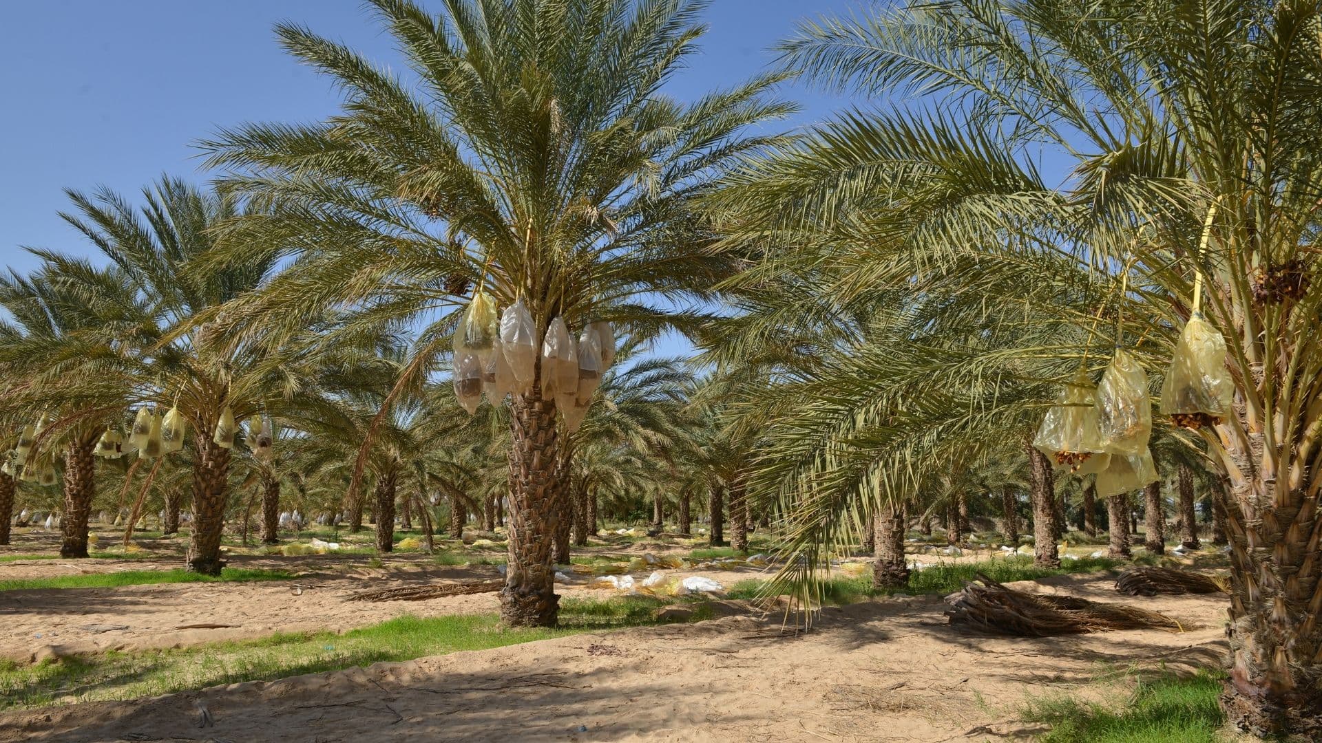 Date palm farm in the GCC with rows of palm trees, sandy soil, green ground cover and protected date clusters under clear blue sky.